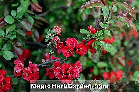 Planter: Rhododendron hybrida (Silver Streak Greenwood Hybrid Azalea) - #2