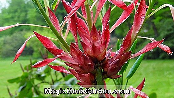 Planter: Rhododendron indicum (Flame Creeper Indica Azalea)