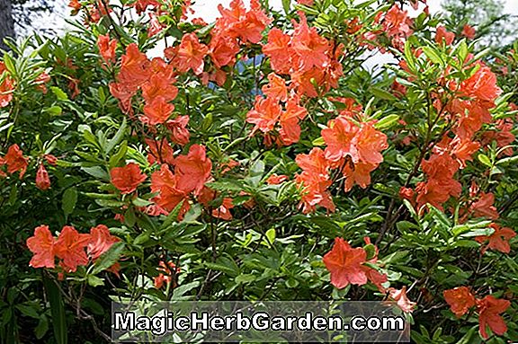 Rhododendron japonicum (Prins Frederick Mollis Hybride Azalee)