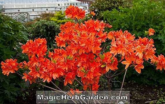 Rhododendron japonicum (japán azálea) - #2