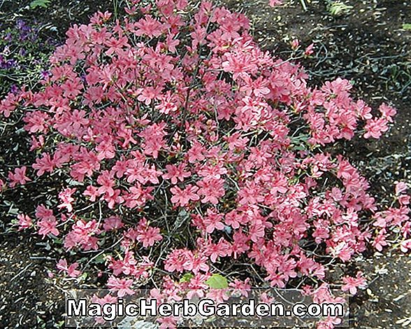 Rhododendron kaempferi (Azalée hybride de Kaempferi rouge de Hollande) - #2