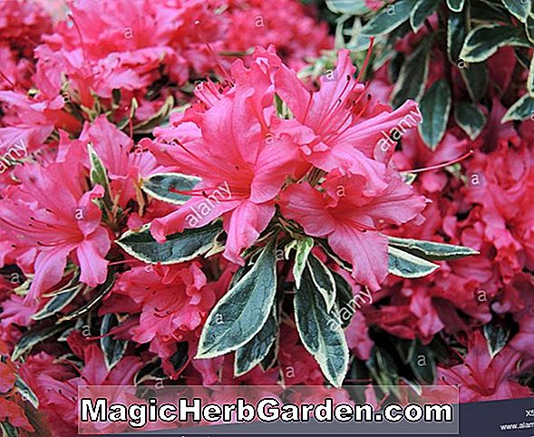 Pflanzen: Rhododendron kaempferi (Willy Kaempferi Hybride Azalee)