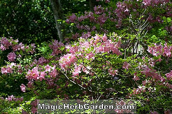 Rhododendron kaempferi (Thais Kaempferi Hybrid Azalea)
