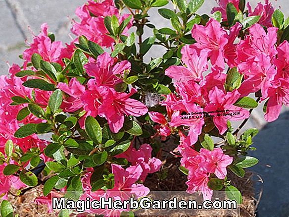 Rhododendron kaempferi (Azalea púpfák)