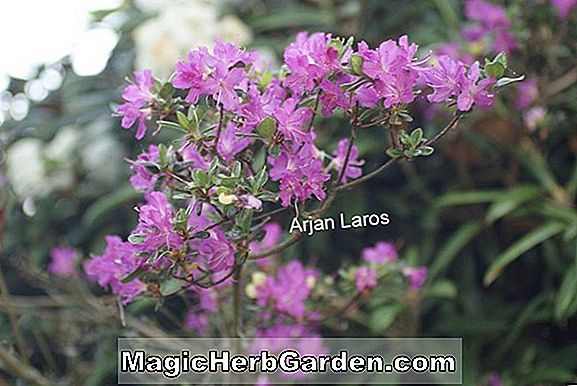 Pflanzen: Rhododendron kiusianum (Mai Ohgi Kyushu Azalee) - #2