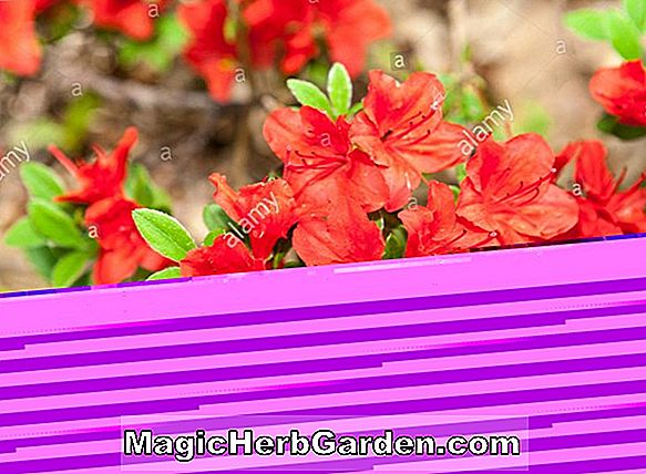 Planter: Rhododendron kiusianum (Bedste Pink Kyushu Azalea) - #2
