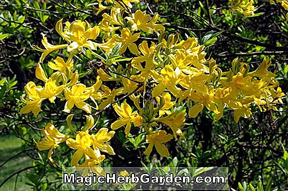 Rhododendron luteum (Corstons gelbe Knap-Hügel-Azalee)