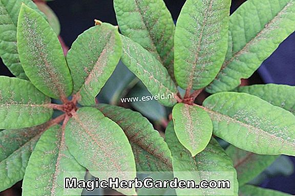 Rhododendron (M. Charles van Wambeke Mollis Hybride Azalee)