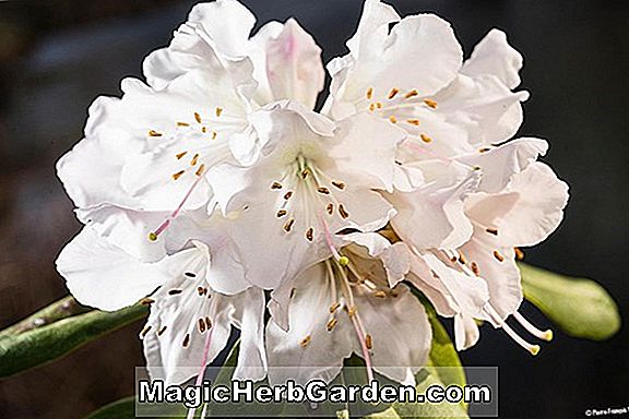Rhododendron kaempferi (Mme. Albert Van Hecke Torch Azalea)