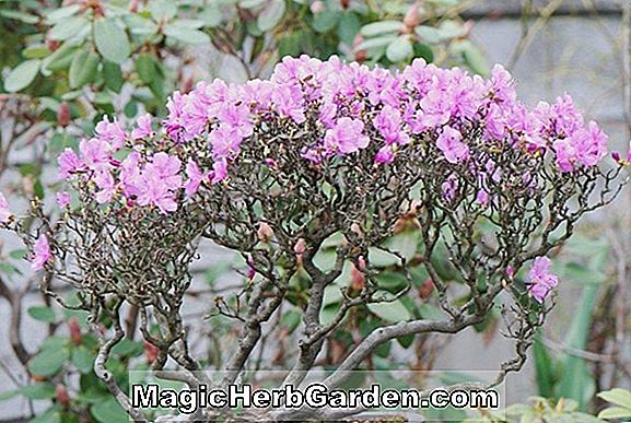 Rhododendron mucronulatum (Nana Rhododendron)