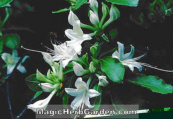 Planter: Rhododendron occidentale (Summer Fragrance Western Azalea) - #2