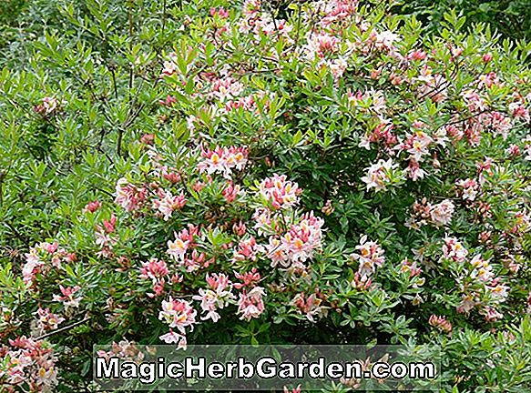 Rhododendron occidentale (Graciosa Western Azalea) - #2