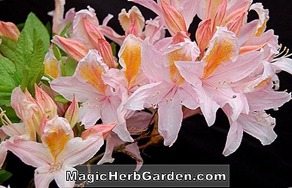 Rhododendron occidentale (Irene Koster Western Azalea) - #2