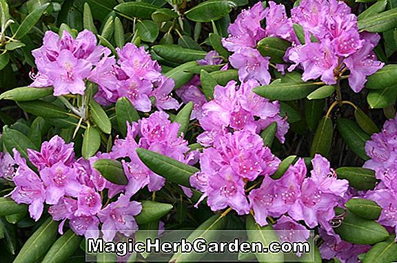 Rhododendron ponticum (Ponticum Rhododendron) - #2