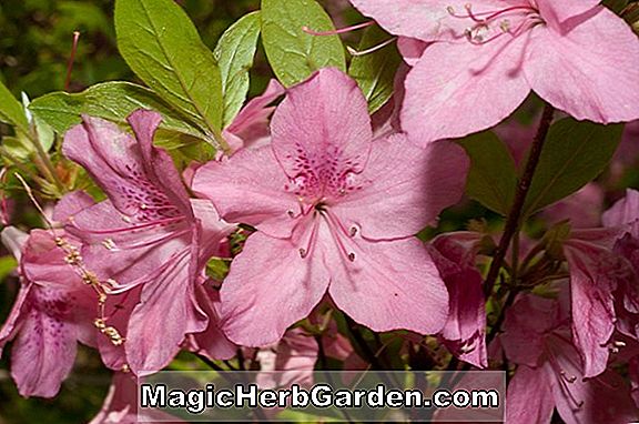 Pflanzen: Rhododendron poukhanense X kaempferi (Großes Joe Gable Hybrid Azalea) - #2