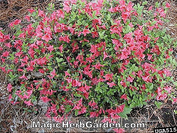 Rhododendron poukhanense X kaempferi (Billy Gable Hybride Azalee) - #2
