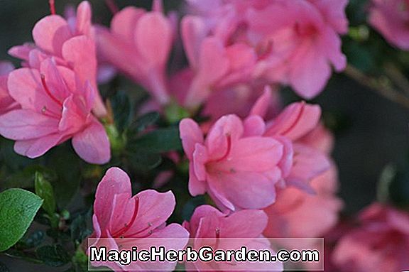 Pflanzen: Rhododendron prunifolium (Coral Glow Plumleaf Azalee) - #2