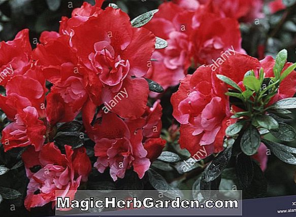 Rhododendron simsii X indicum (Triomphe de Lederberg Southern Indian Hybrid Azalea)
