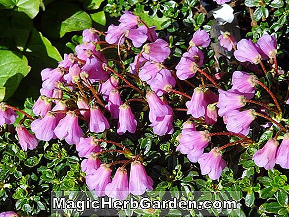 Rhododendron (Thomas A. Edison Mollis Hybrid Azalea) - #2