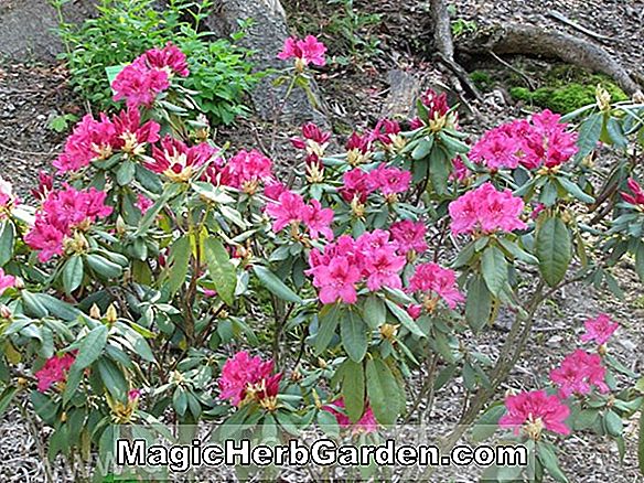 Rhododendron (W.F. Raiffeisen Mollis Hybrid Azalea) - #2