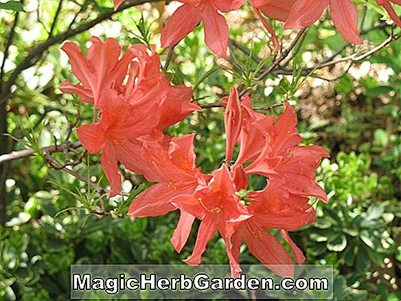 Rhododendron x kosterianum (Grevy Mollis Hybrid Azalea elnök) - #2