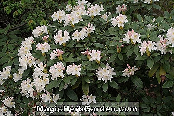 Rhododendron x kosterianum (Sonnenuntergang Mollis Hybrid Azalee)