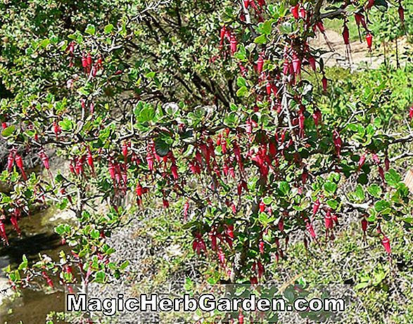 Ribes speciosum (Fuchsia-geblühte Stachelbeere)
