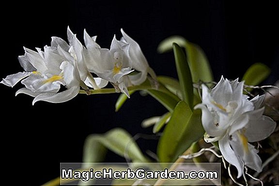 Planter: Rodriguezia venusta (Rodriguezia Orchid)