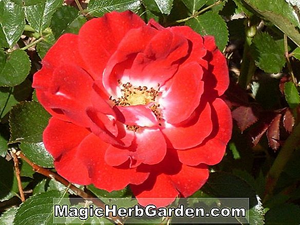 Növények: Rosa (Dornroschen Rose) - #2