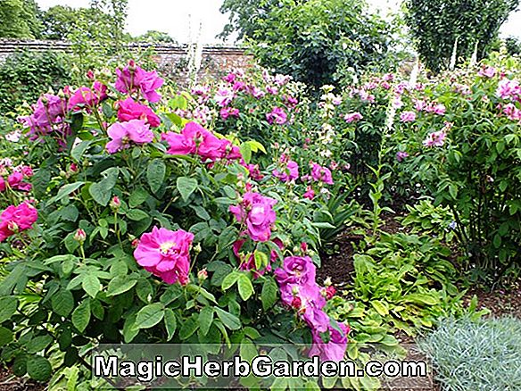 Planter: Rosa (Gloire de France Rose)