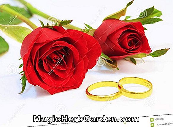 Rosa (Wedding Ring Rose)