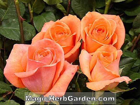 Rosa (American Hertiage Rose)