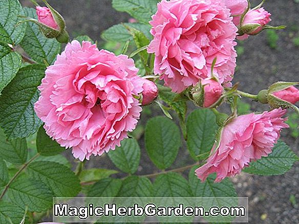 Pflanzen: Rosa (Rosa Grootendorst Rose) - #2