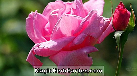 Plantes: Rosa (Adelaide D Orleans Rose) - #2
