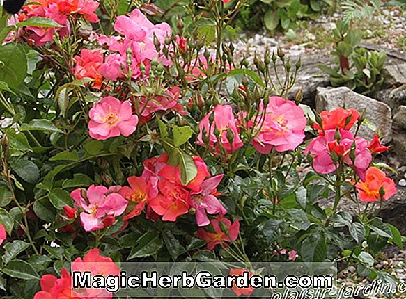 Plantes: Rosa (Ami des Jardins Rose) - #2