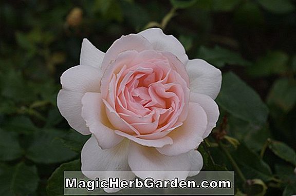 Plantes: Rosa (Mme Oakley Fisher Rose)