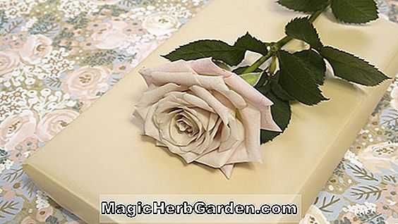 Pflanzen: Rosa (Otohime Rose)