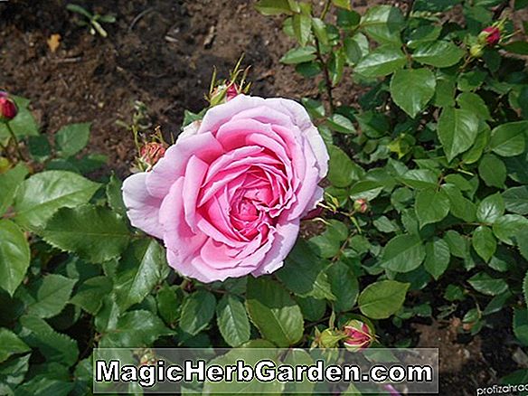 Rosa (Piccadilly Rose)