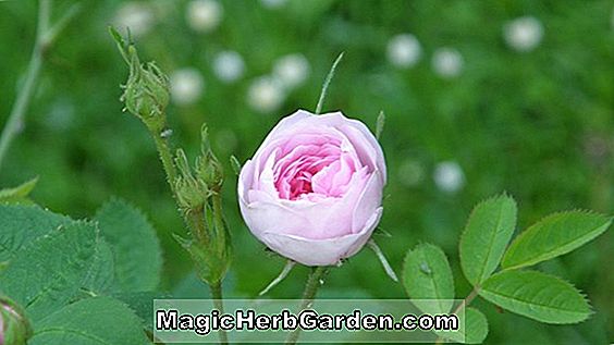 Planter: Rosa (Pompon Rose Rose)