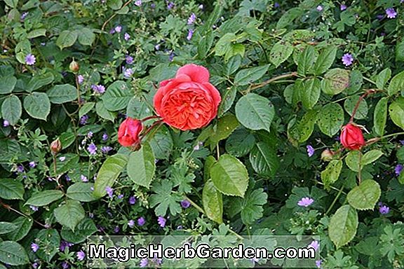 Rosa (Roaming Rose) - #2