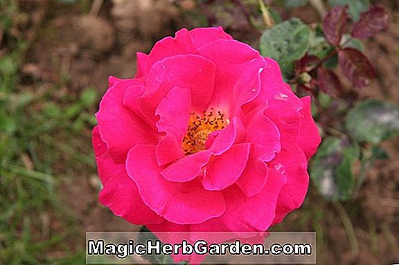 Rosa (Royal Albert Hall rose)