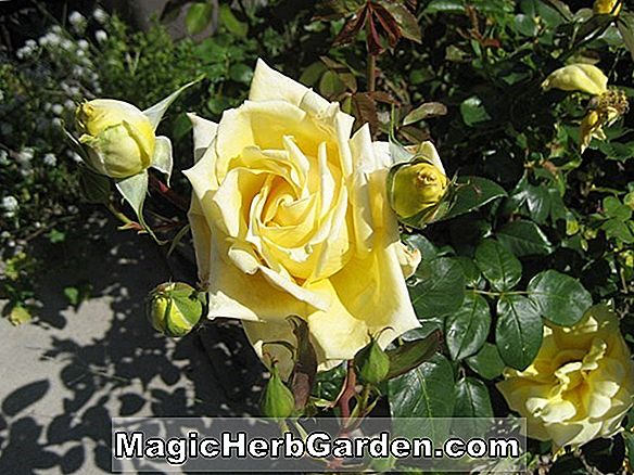 Plantes: Rosa (St Hughs Rose)