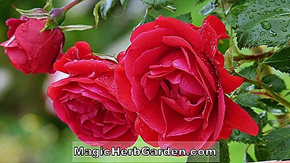 Rosa (St Therese de Lisieux Rose)