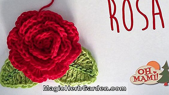 Rosa (Tapis Volant Rose)