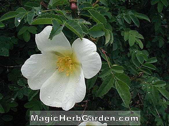 Rosa (Hvid Radox Bouquet Rose)