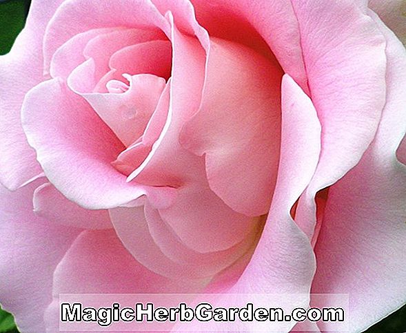 Növények: Rosa (Yankee Doodle Rose)