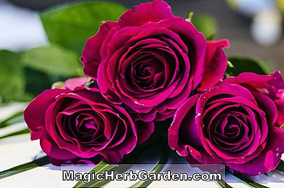 Plantes: Rosa (Claret Cup Rose) - #2