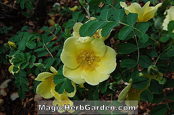 Rosa foetida (persisk gul rose)