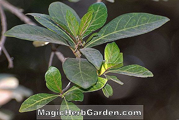 Planter: Rothmannia globosa (september Bells)