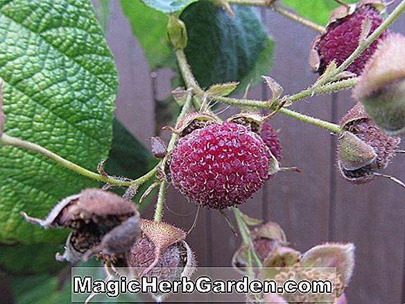 Rubus odoratus (blühende Himbeere)